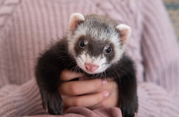 domestic ferret pet portrait, ferret face closeup; animal holded by human hand