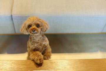 右手をテーブルに乗せて何かを訴えているトイ・プードル