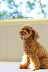 日当たりの良い部屋でお座りしているトイ・プードル