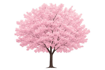 Obraz premium Cherry blossom tree in full pink bloom