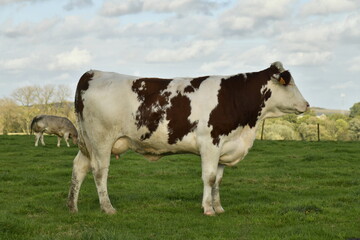 Vaches laitières dans une grande pâture à Écaussinnes-d'Enghien (Soignies)