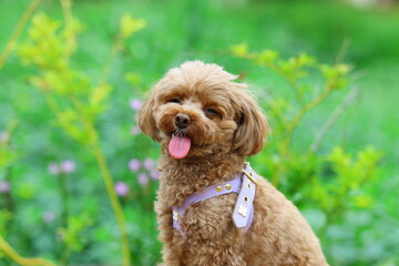 花の咲くお庭で記念撮影をするトイ・プードル