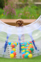 ボールの入った遊具で遊んでいるトイ・プードル