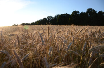 golden wheat field