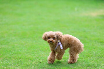 Fototapeta premium ドッグランで遊んでいるトイ・プードル