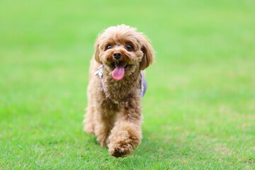 ドッグランで遊んでいるトイ・プードル