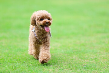 ドッグランで遊んでいるトイ・プードル