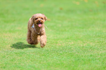 ドッグランで遊んでいるトイ・プードル