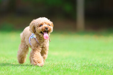 ドッグランで遊んでいるトイプードル