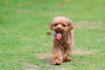 ドッグランで楽しんでいるトイ・プードル