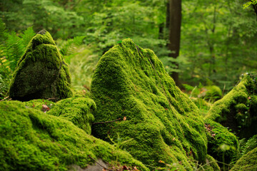 Odenwald forest in the morning