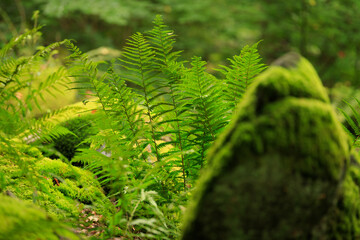 Odenwald forest in the morning