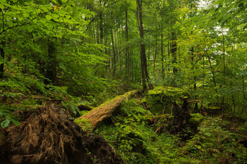 Odenwald forest in the morning