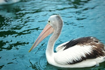 Pelicans with lake water background 