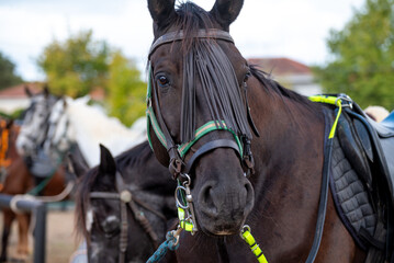 Obraz premium A Frontal Portrait of a Dark Horse with a Fly Fringe The Concept of an Equestrian Care