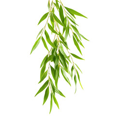 Fototapeta premium Graceful Willow Tree Leaf Isolated on White Background