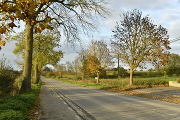 Arbres en automne le long d'une route en fin de journée à Écaussinnes d'Enghien (Soignies)