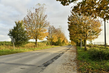 Arbres en automne le long d'une route en fin de journ&eacute;e &agrave; &Eacute;caussinnes d'Enghien (Soignies)