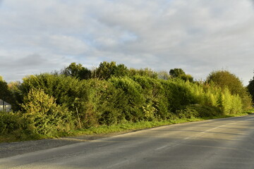 Lumière du coucher de soleil sur la végétation le long d'une route de campagne à Écaussinnes-d'Enghien (Soignies)