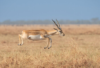 Black Buck in the savannah