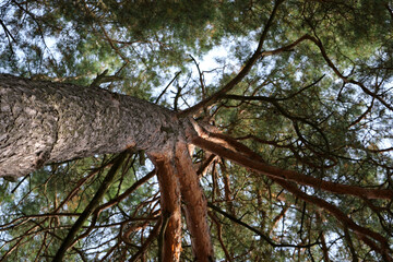 Serene pine forest viewed from ground level, emphasizing natural geometry and light. Great for mindfulness, eco travel, and seasonal campaigns
