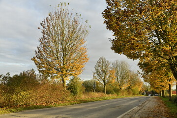 Arbres en automne le long d'une route en fin de journée à Écaussinnes d'Enghien (Soignies)