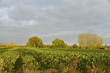 Champs sous la lumière du coucher de soleil et nuages gris à Écaussinnes d'Enghien  (Soignies)
