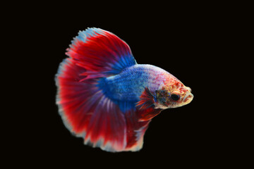 Betta fish red, siamese fighting fish isolated on black background 