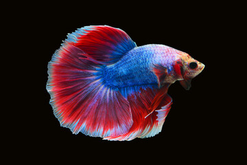 Betta fish red, siamese fighting fish isolated on black background 