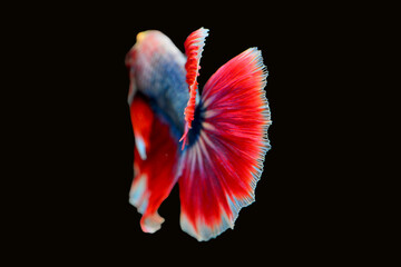 Betta fish red, siamese fighting fish isolated on black background 