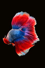 Betta fish red, siamese fighting fish isolated on black background 