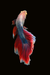 Betta fish red, siamese fighting fish isolated on black background 