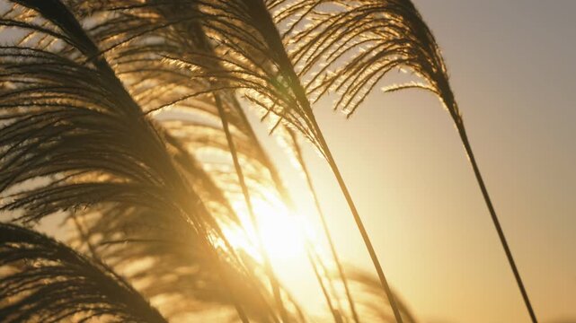 夕日を背景に揺れるススキの穂