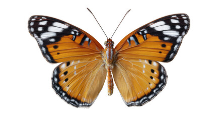 Fototapeta premium Butterfly's delicate design: Showcasing the butterfly's elaborate and bright wings, this close-up showcases nature's artistry with intricate patterns and vibrant colors. 
