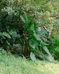 green forest in summer