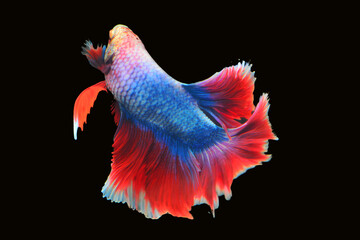 Betta fish red, siamese fighting fish isolated on black background 