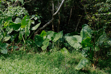 green leaves on the ground