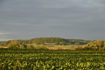 Champs sous la lumière du coucher de soleil et nuages gris à Écaussinnes d'Enghien  (Soignies)