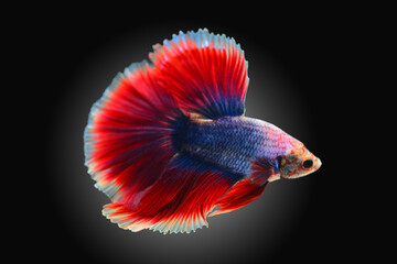 Betta fish red, siamese fighting fish isolated on black background 