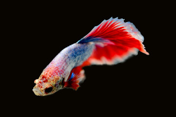 Betta fish red, siamese fighting fish isolated on black background 