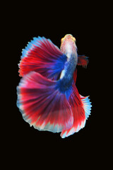 Betta fish red, siamese fighting fish isolated on black background 