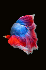 Betta fish red, siamese fighting fish isolated on black background 