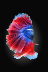 Betta fish red, siamese fighting fish isolated on black background 