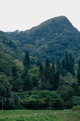 mountain landscape with trees