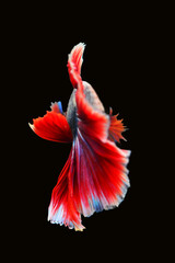 Betta fish red, siamese fighting fish isolated on black background 
