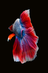 Betta fish red, siamese fighting fish isolated on black background 