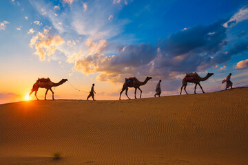 Indian cameleers camel drivers camel silhouettes in dunes on sunset. Jaisalmer, Rajasthan, India