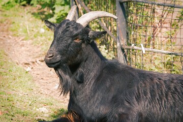 A goat is sitting on grass on a farm