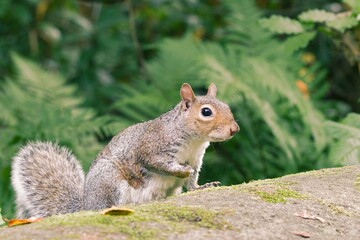 Squirrel eating a nut