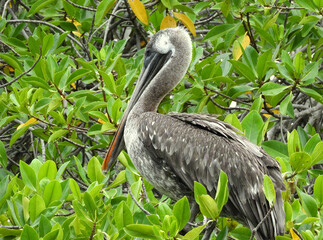 Brown Pelican Perched in Lush Green Foliage
